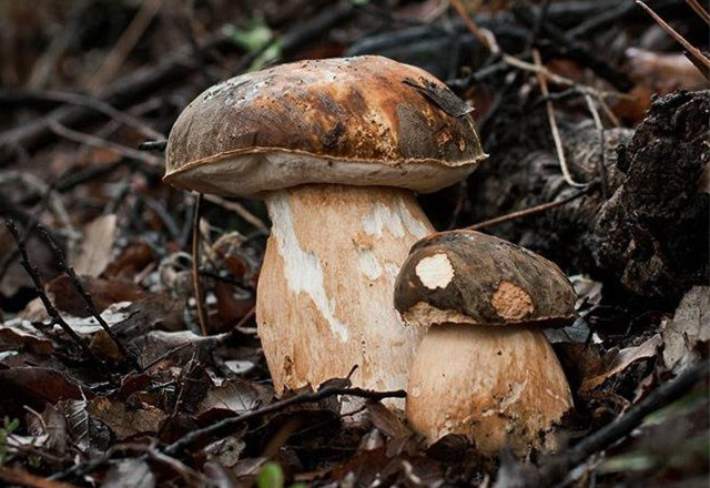 農用氣象站幫助種植牛肝菌 農用氣象站幫助種植牛肝菌